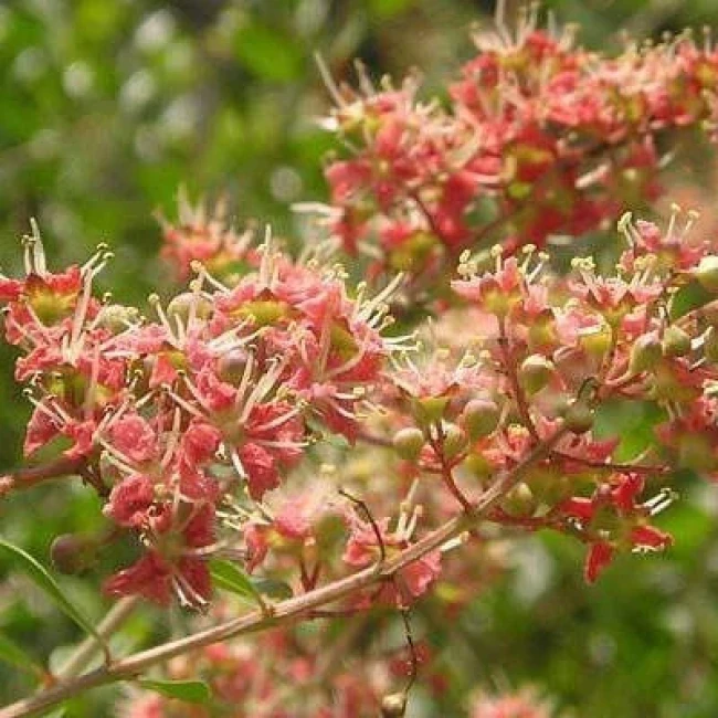 بذر حنا (مهندی) 10 عددی