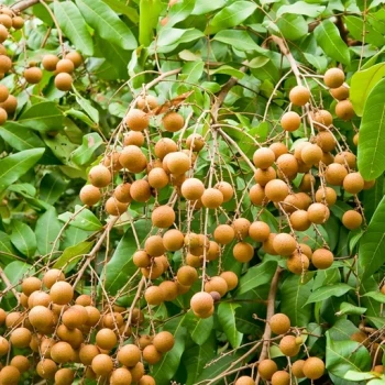 بذر درخت لونگان 2 عددی 