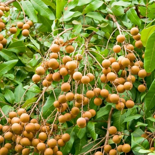 بذر درخت لونگان 2 عددی 