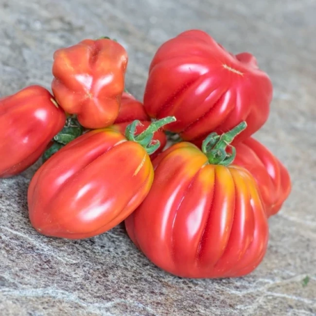 بذر گوجه فرنگی گزاهنته 10 عددی 