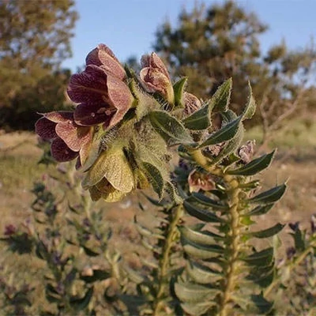 بذر بنگدانه مشبک 20 عددی