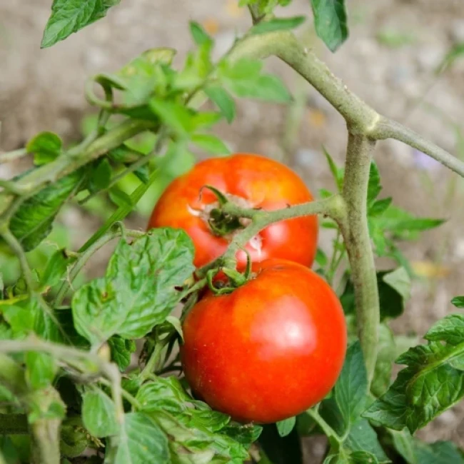 بذر گوجه فرنگی راتگرز 10 عددی 