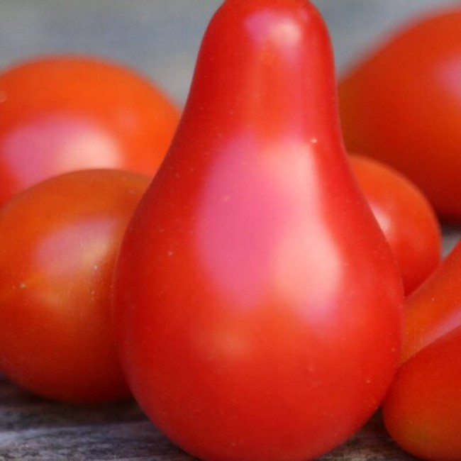 بذر گوجه فرنگی قرمز گلابی 20 عددی 