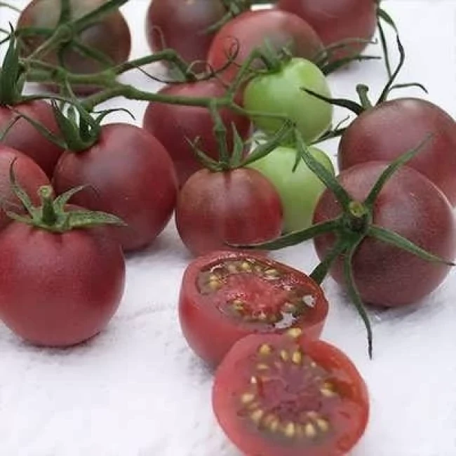 بذر گوجه زیتونی خرمایی درختی 15 عددی