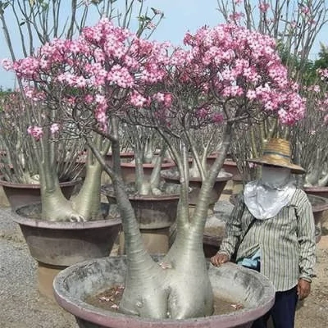بذر آدنیوم سومالنس 2 عددی