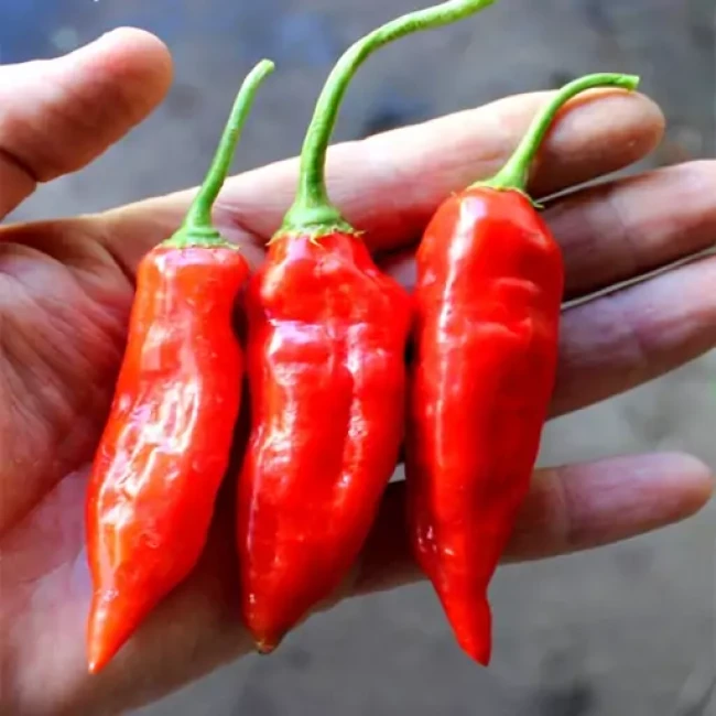 بذر فلفل چیلی سوئیت قرمز  10 عددی 