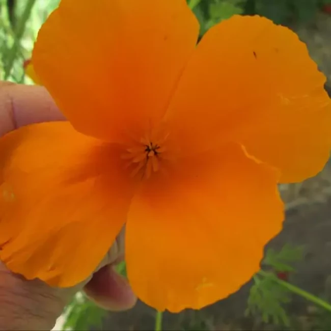 بذر گل شقایق کالیفرنیا نارنجی 1 گرم 