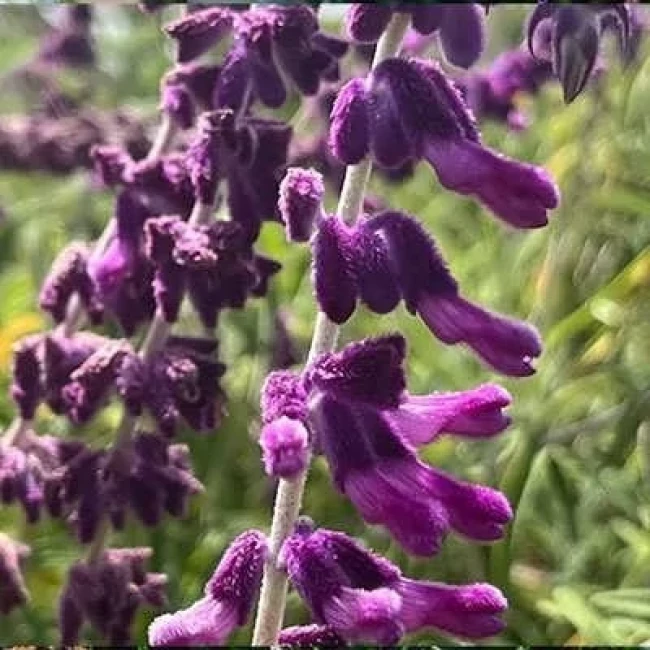 بذر گل سلوی (مریم گلی) پابلند گلریز پرگل بنفش 1 گرمی