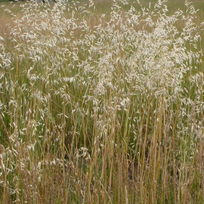 بذر جو دوسر زراعی 100 گرم