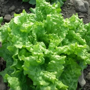 بذر کاهو پیچ سیاه 50 عددی 