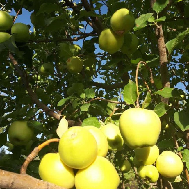 سرکه سیب ارگانیک خانگی