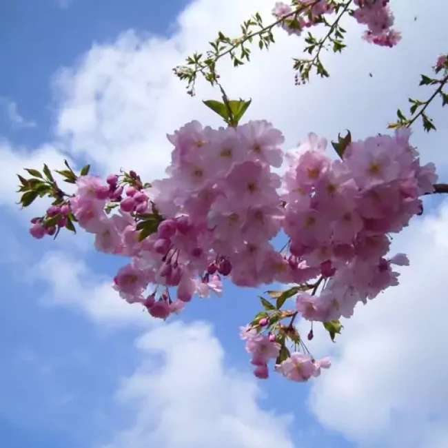 بذر درخت گیلاس 10 عددی 