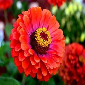 بذر گل رعنا زیبا پاکوتاه گل درشت قرمز (گلدانی) 1 گرمی