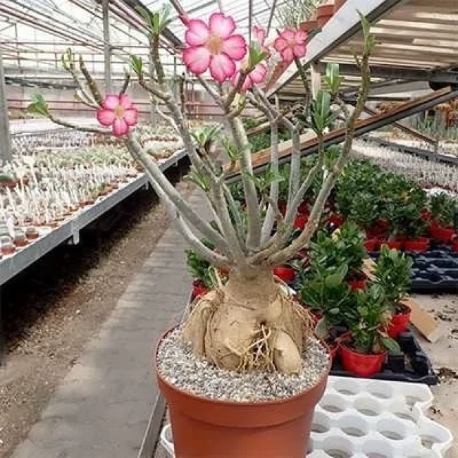 بذر آدنیوم آبسوم 2 عددی