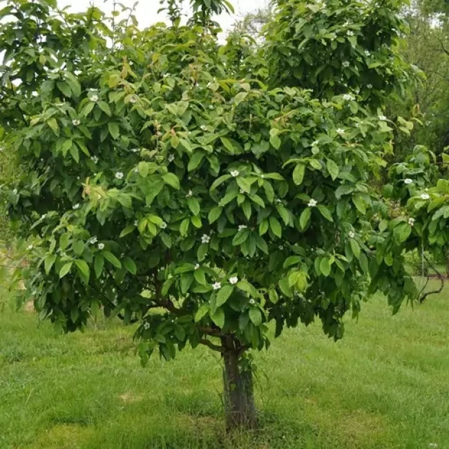 بذر ازگیل 10 عددی 