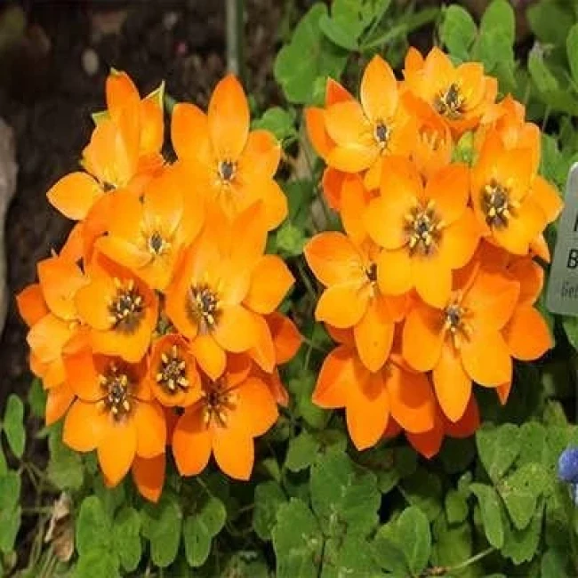 بذر گل ستاره ای پابلند پرگل نارنجی 1 گرمی