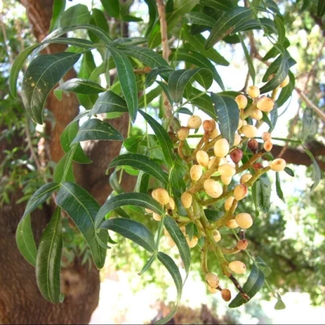 بذر درخت بنه 20 عددی 