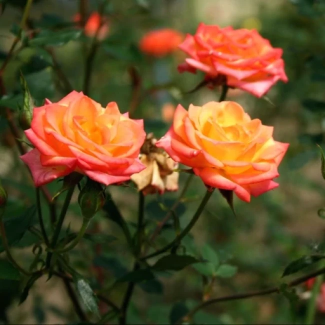 بذر رز نارنجی 5 عددی 