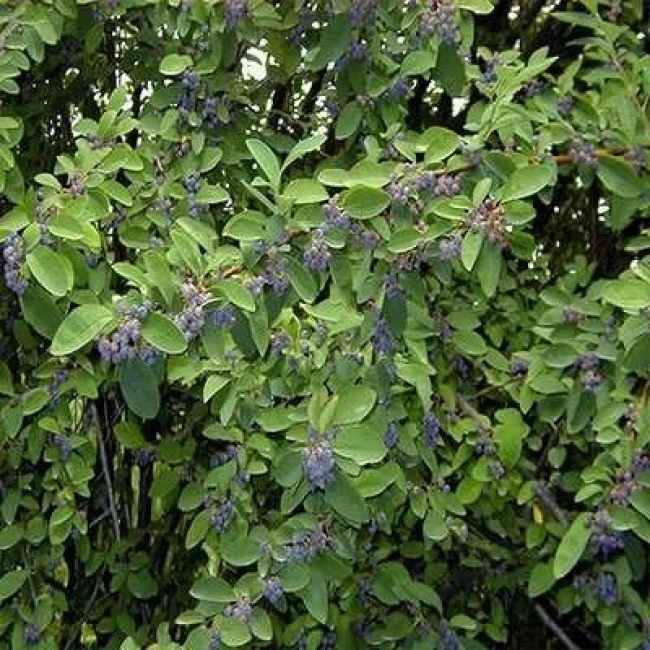 بذر شیرخشت زاگرسی 5 عددی