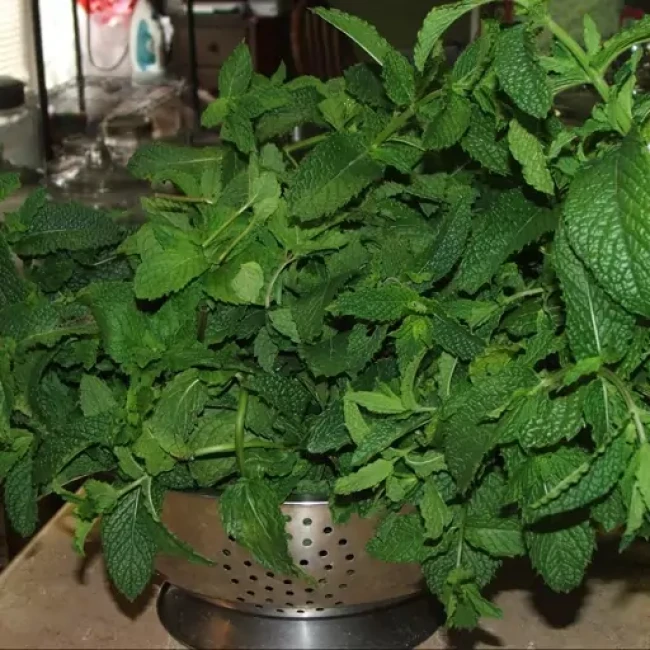 بذر نعنا انگلیسی (اسپیرمینت) 50 عددی 