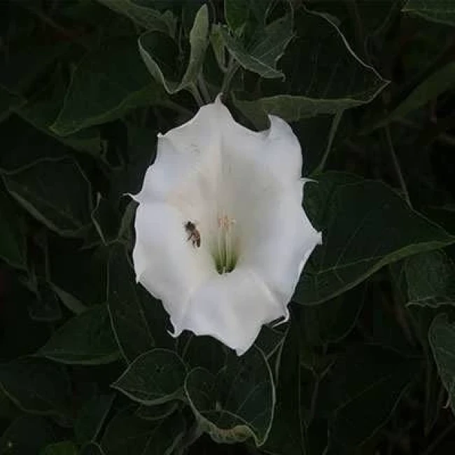 بذر داتوره پابلند سفید 2 گرمی