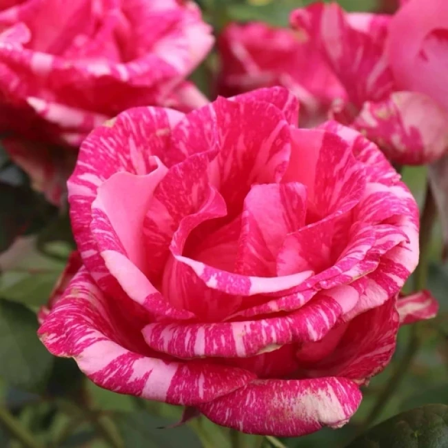 بذر گل رز شهابی 5 عددی 