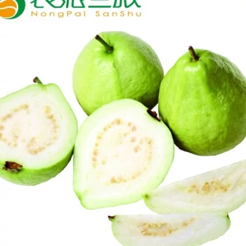 بذر گواوا زرد گلابی 5 عددی 