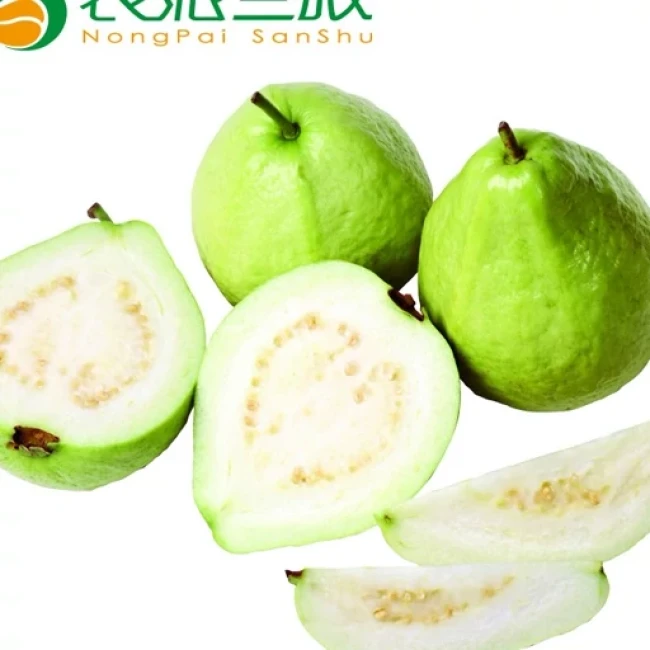 بذر گواوا زرد گلابی 5 عددی 
