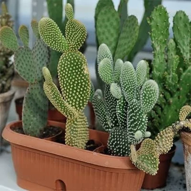 بذر کاکتوس گوش خرگوشی  5 عددی