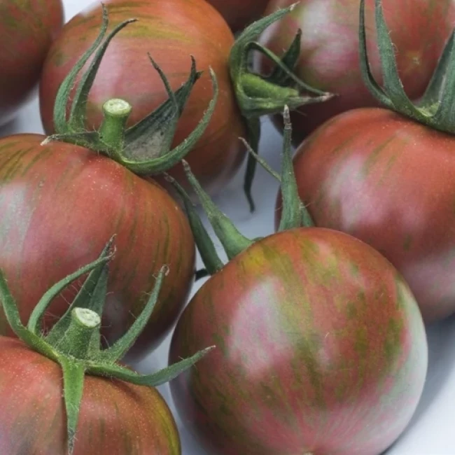 بذر گوجه فرنگی زنبور عسل 10 عددی 