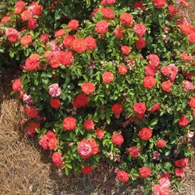 بذر رز زینتی 5 عددی