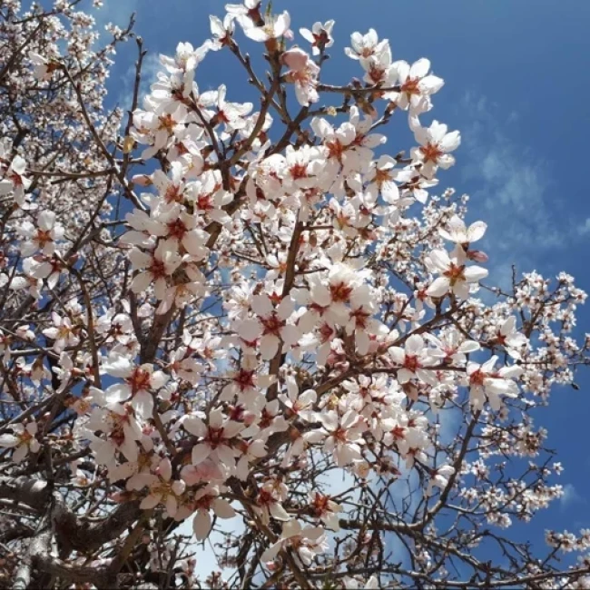 بذر درخت بادامک ( بادام کوهی) 10 عددی 