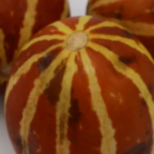 بذر شماما (بنگارک) 20 عددی 