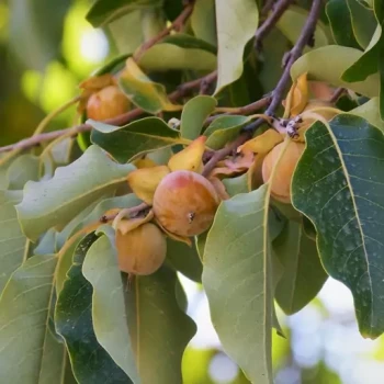  بذر خرمالو وحشی 5 عددی 