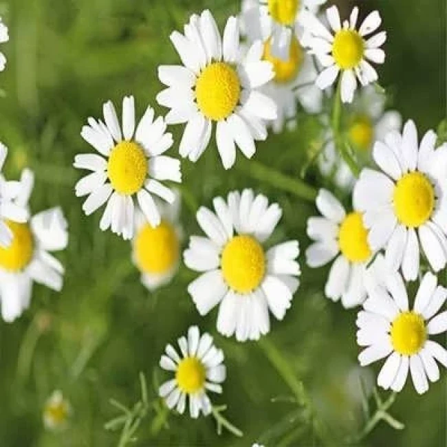 بذر بابونه شیرازی 1 گرمی