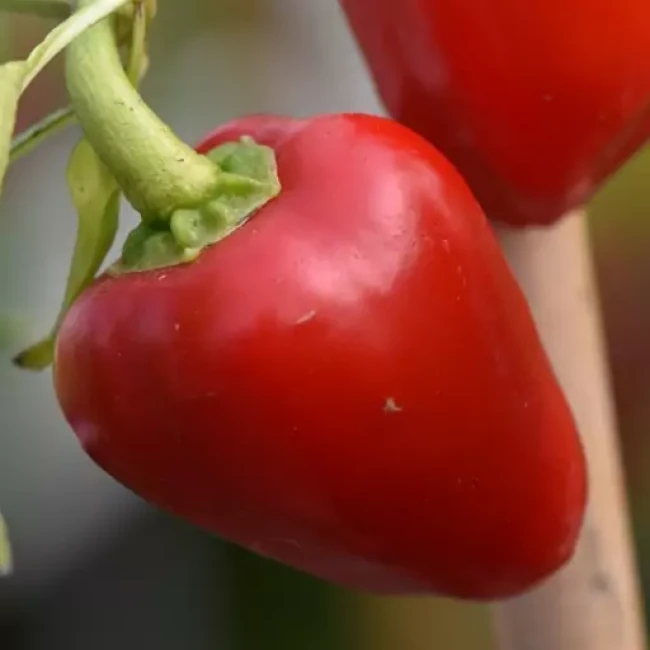 بذر فلفل دلمه ای بشقابی قرمز 10 عددی 