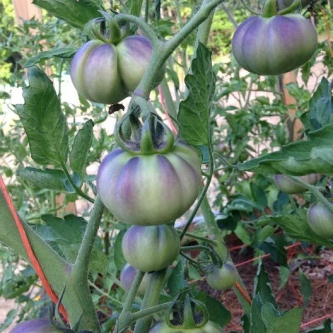 بذر گوجه فرنگی واگنر سبز آبی 10 عددی 