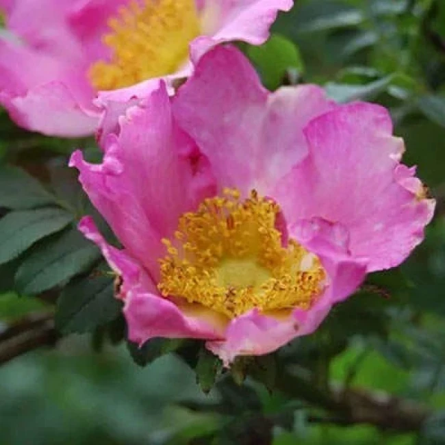 بذر رز روکسبورگی 10 عددی