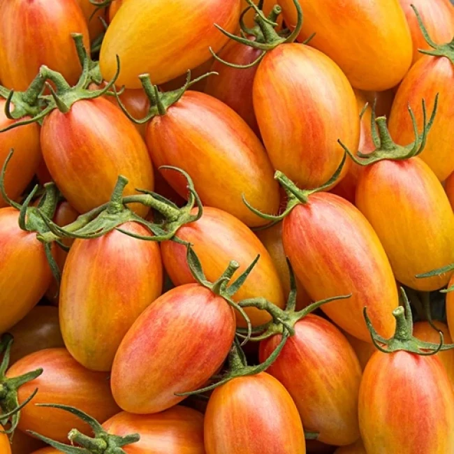 بذر گوجه زیتونی بلاش10 عددی