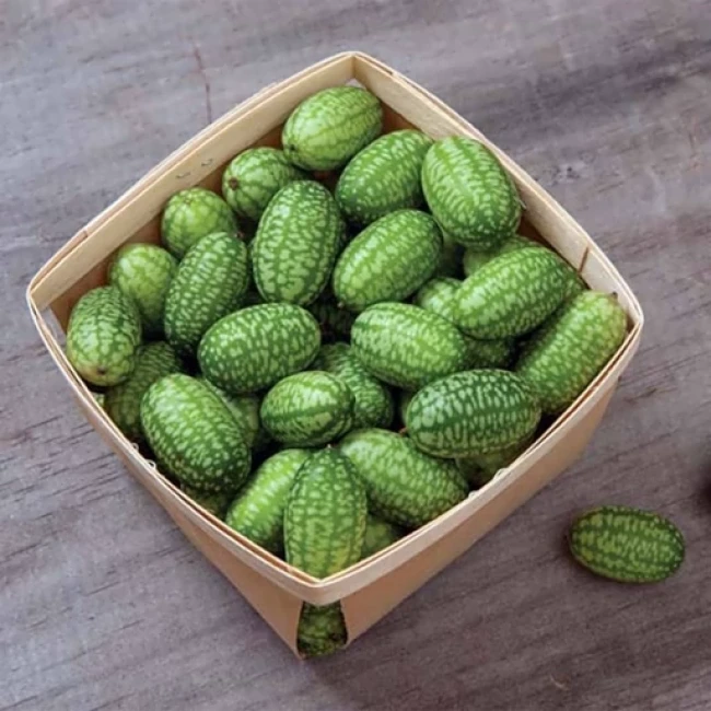 بذر خیار مکزیکی 10 عددی