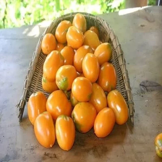 بذر گوجه زیتونی نارنجی درختی 15 عددی
