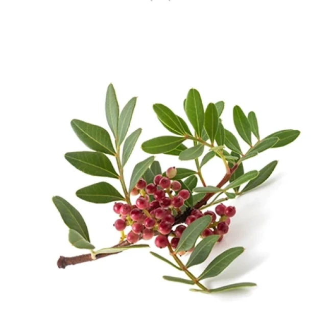 بذر پسته چینی 5 عددی 