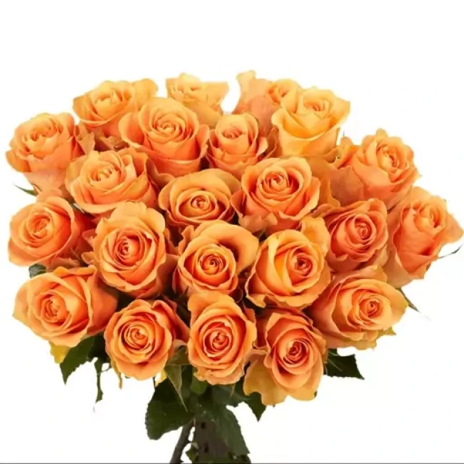 بذر رز هلویی 5 عددی 
