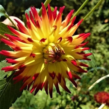 بذر کوکب کاکتوس 10 عددی 