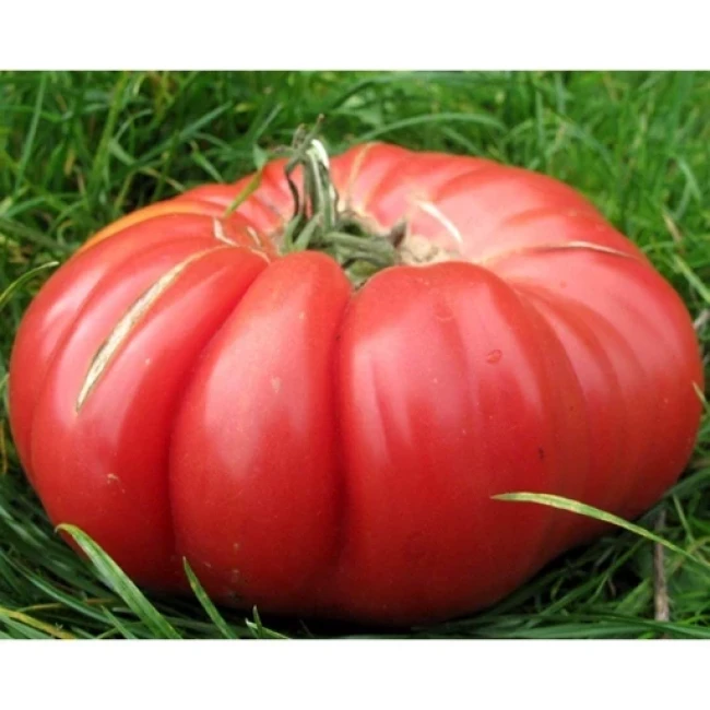بذر گوجه فرنگی سایز بسیار بزرگ10 عددی