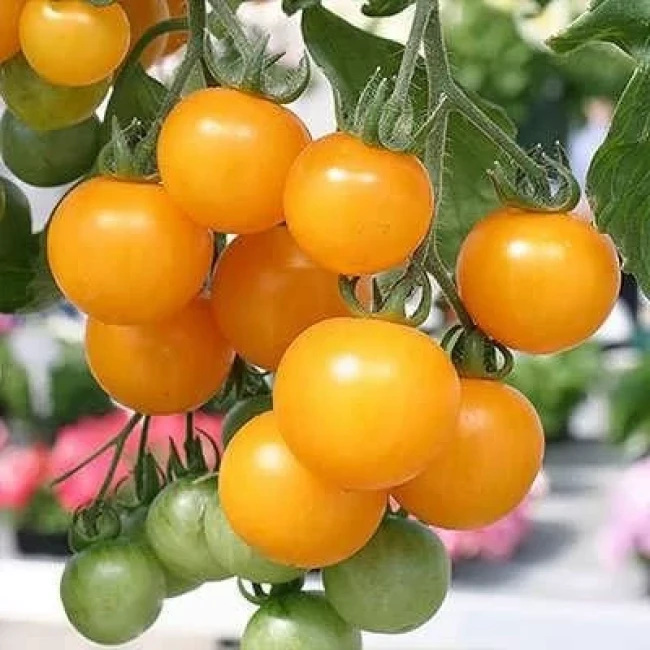 بذر گوجه چری زرد آویز 25 عددی