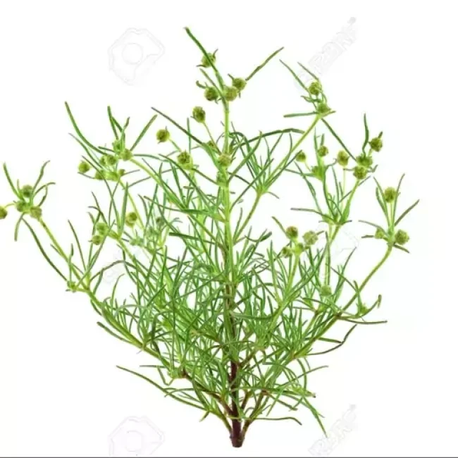 بذر اسفرزه پسیلیوم 5 گرم