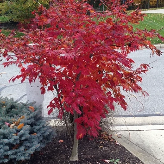 بذر افرا ژاپنی خونی 2 عددی 