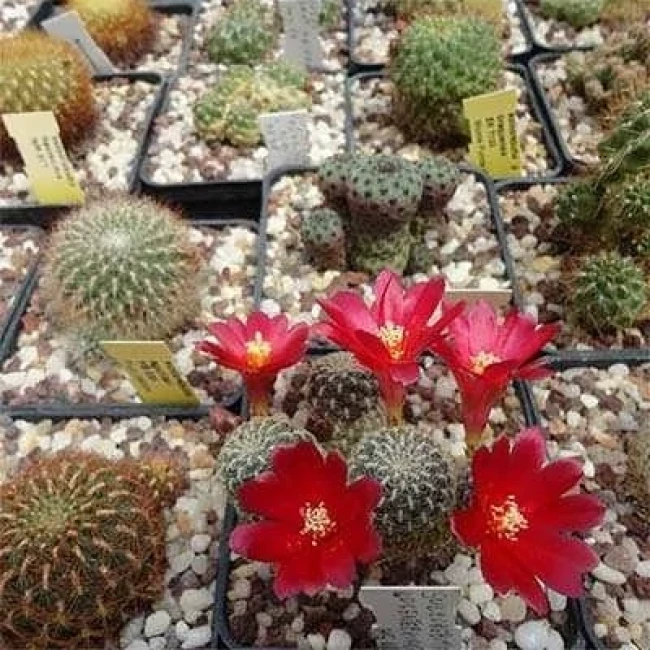 بذر کاکتوس سولکوربوتیا دنسی پکتیناتا 10 عددی