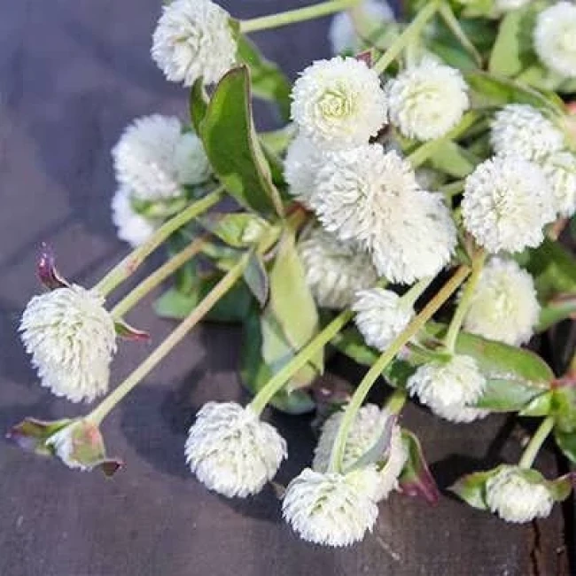 بذر گل تکمه ای پا کوتاه سفید 1 گرمی